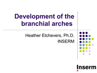 Development of the branchial arches  Heather Etchevers, Ph.D. INSERM 
