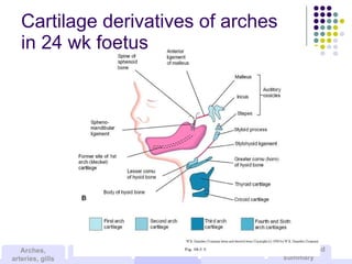 Cartilage derivatives of arches  in 24 wk foetus 