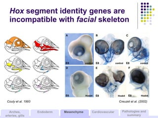 Hox  segment identity genes are incompatible with  facial  skeleton Creuzet et al. (2002) Couly et al. 1993 