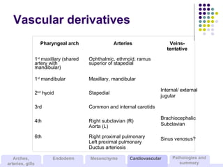 Vascular derivatives Internal/ external jugular Brachiocephalic Subclavian Sinus venosus? Pharyngeal arch Arteries Veins- ...