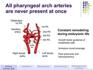 All pharyngeal arch arteries are never present at once Constant remodeling during embryonic life Growth factor guidance of...