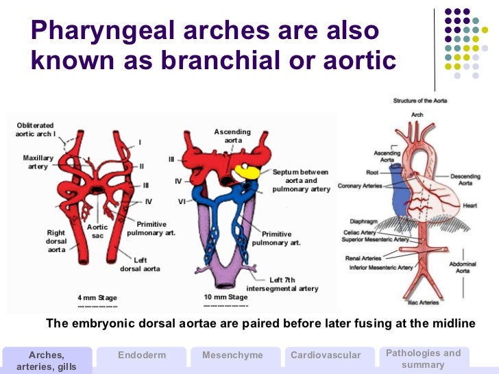development of the branchial arches pharyngeal arches
