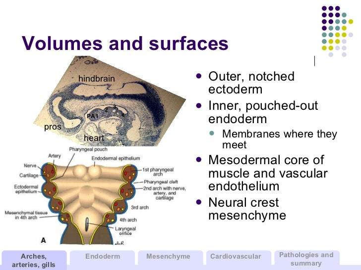 development of the branchial arches pharyngeal arches