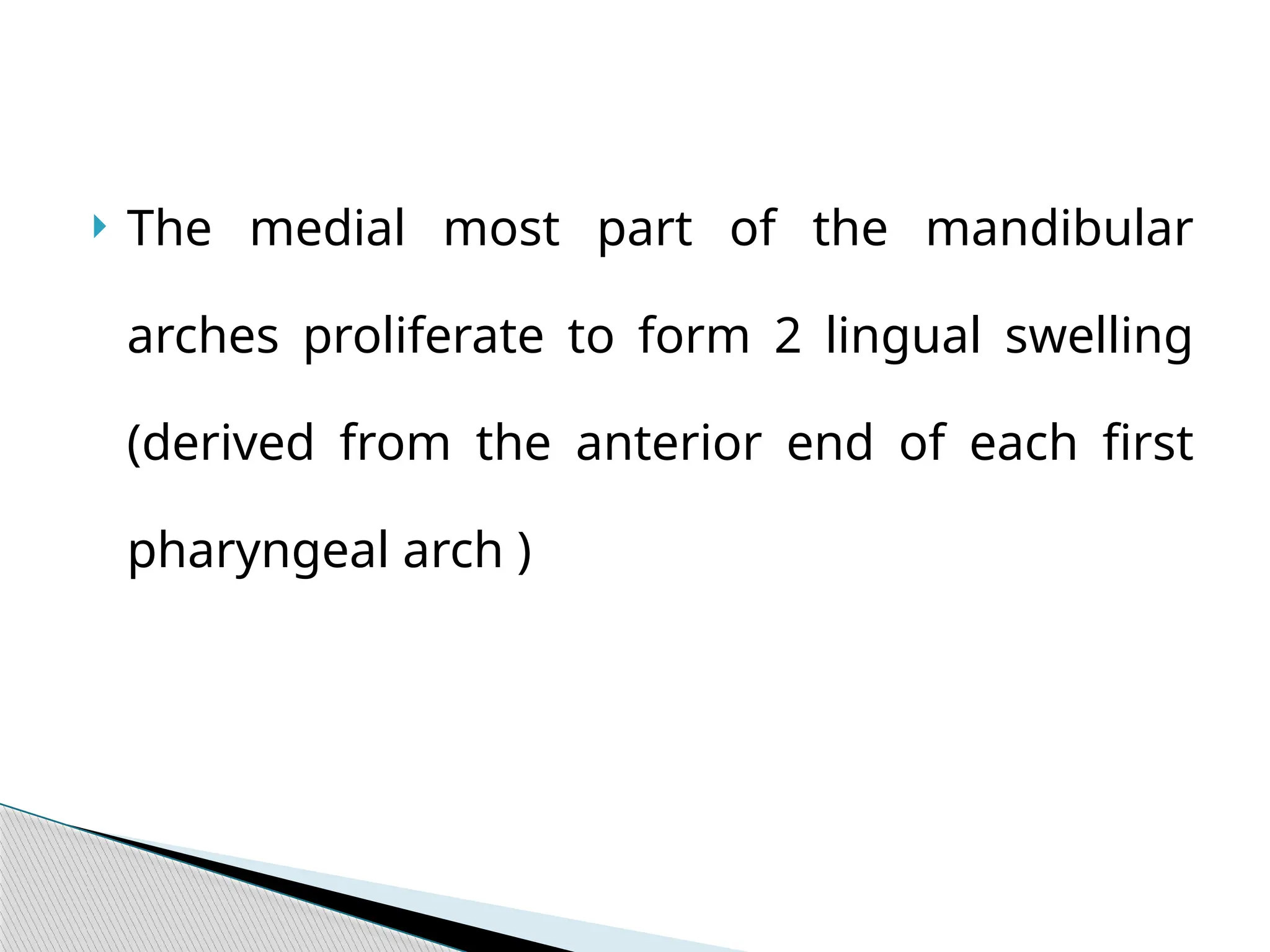  The medial most part of the mandibular
arches proliferate to form 2 lingual swelling
(derived from the anterior end of each first
pharyngeal arch )
 