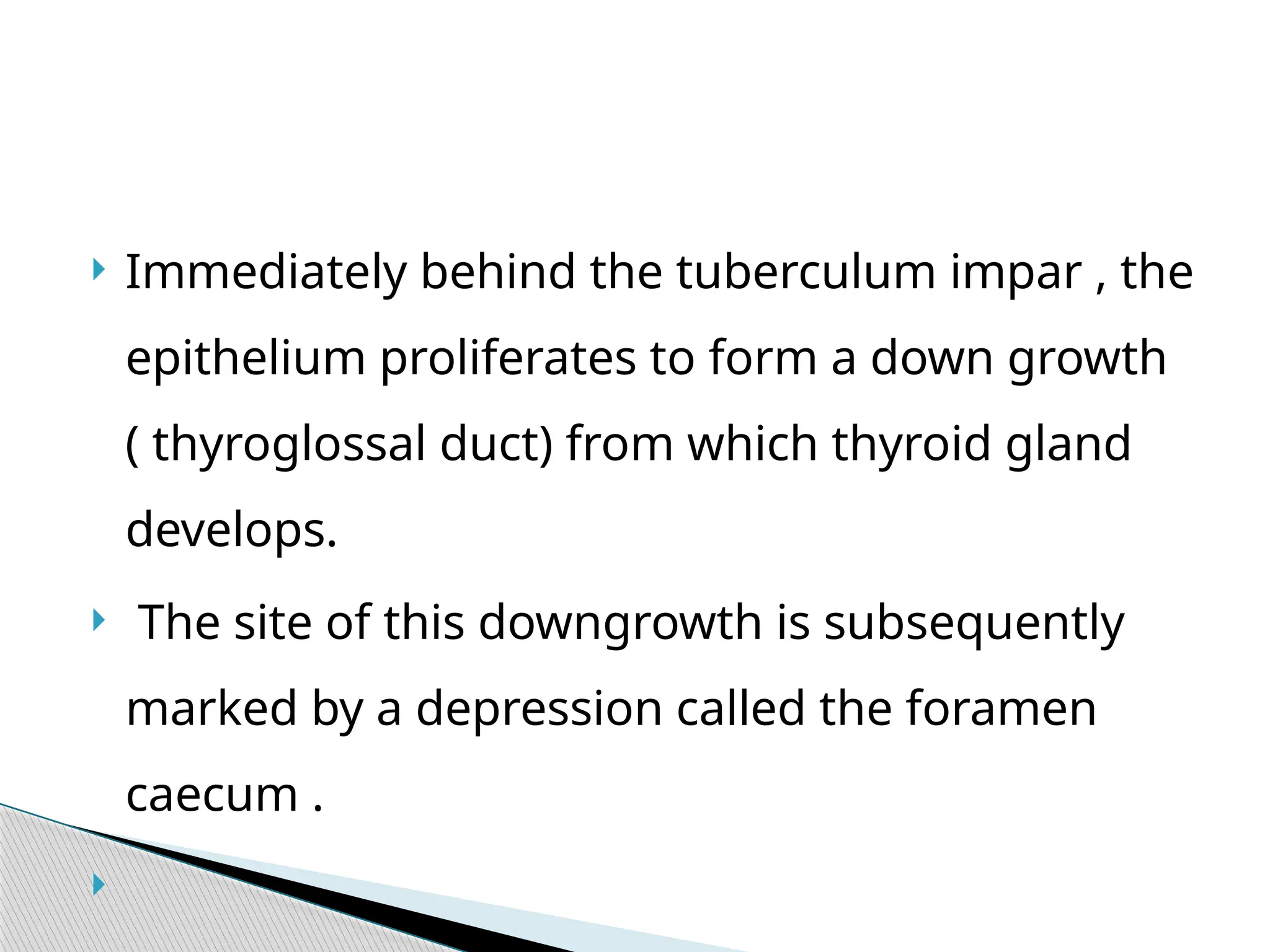  Immediately behind the tuberculum impar , the
epithelium proliferates to form a down growth
( thyroglossal duct) from which thyroid gland
develops.
 The site of this downgrowth is subsequently
marked by a depression called the foramen
caecum .

 