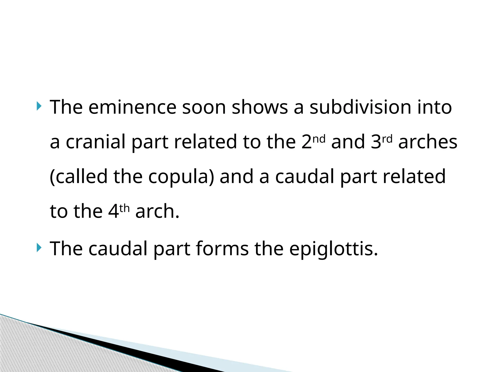  The eminence soon shows a subdivision into
a cranial part related to the 2nd
and 3rd
arches
(called the copula) and a caudal part related
to the 4th
arch.
 The caudal part forms the epiglottis.
 