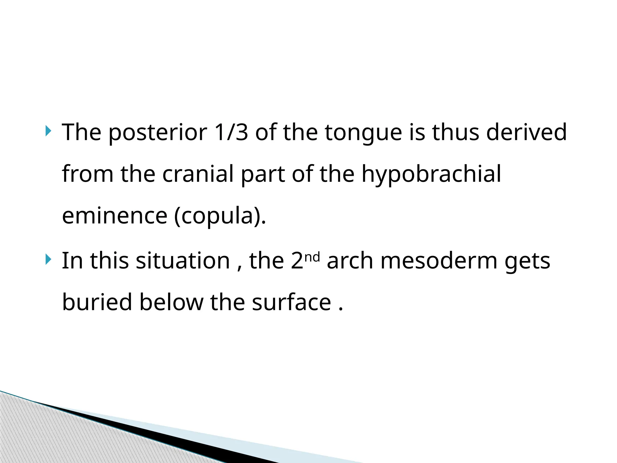  The posterior 1/3 of the tongue is thus derived
from the cranial part of the hypobrachial
eminence (copula).
 In this situation , the 2nd
arch mesoderm gets
buried below the surface .
 
