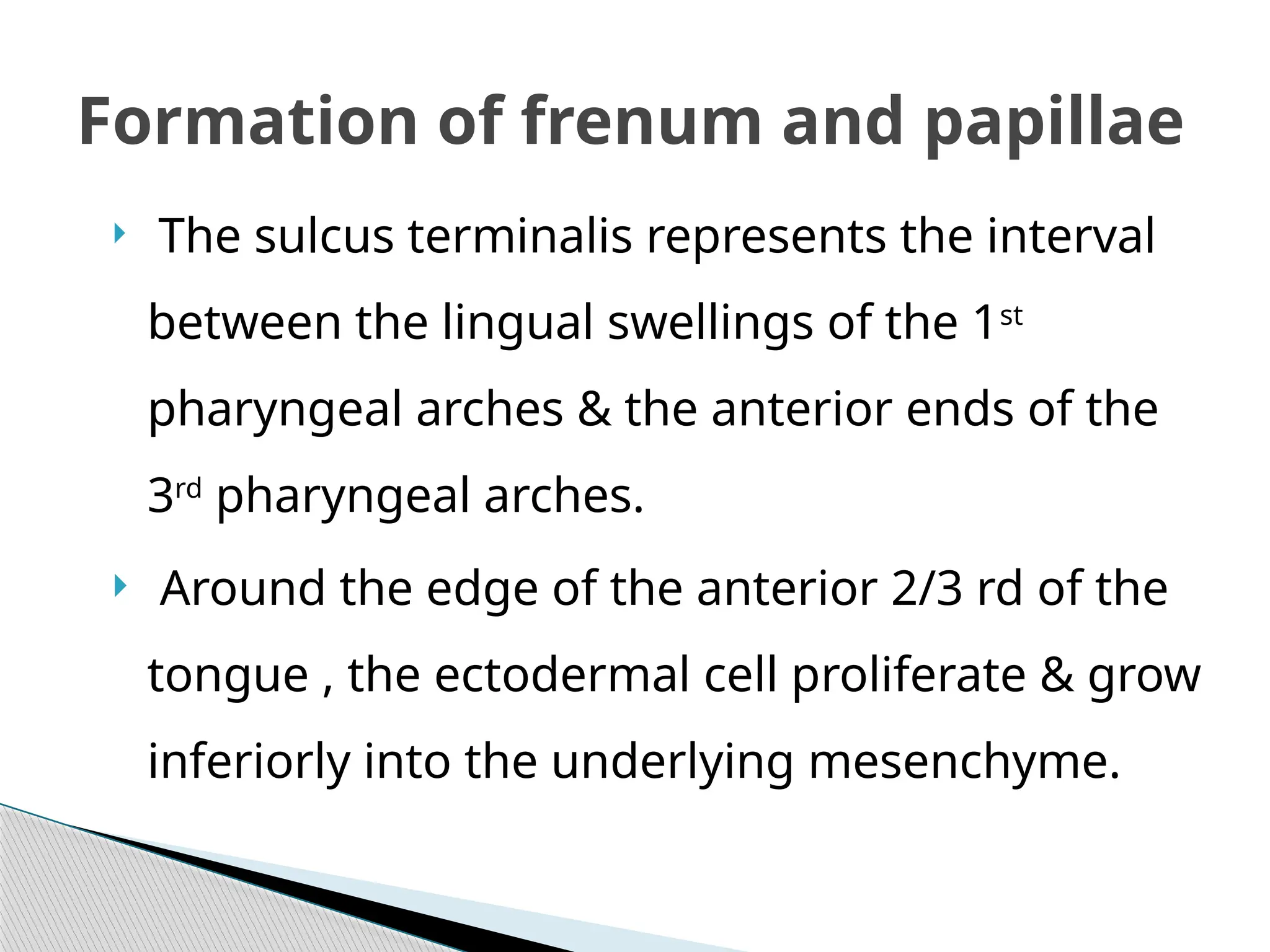  The sulcus terminalis represents the interval
between the lingual swellings of the 1st
pharyngeal arches & the anterior ends of the
3rd
pharyngeal arches.
 Around the edge of the anterior 2/3 rd of the
tongue , the ectodermal cell proliferate & grow
inferiorly into the underlying mesenchyme.
Formation of frenum and papillae
 