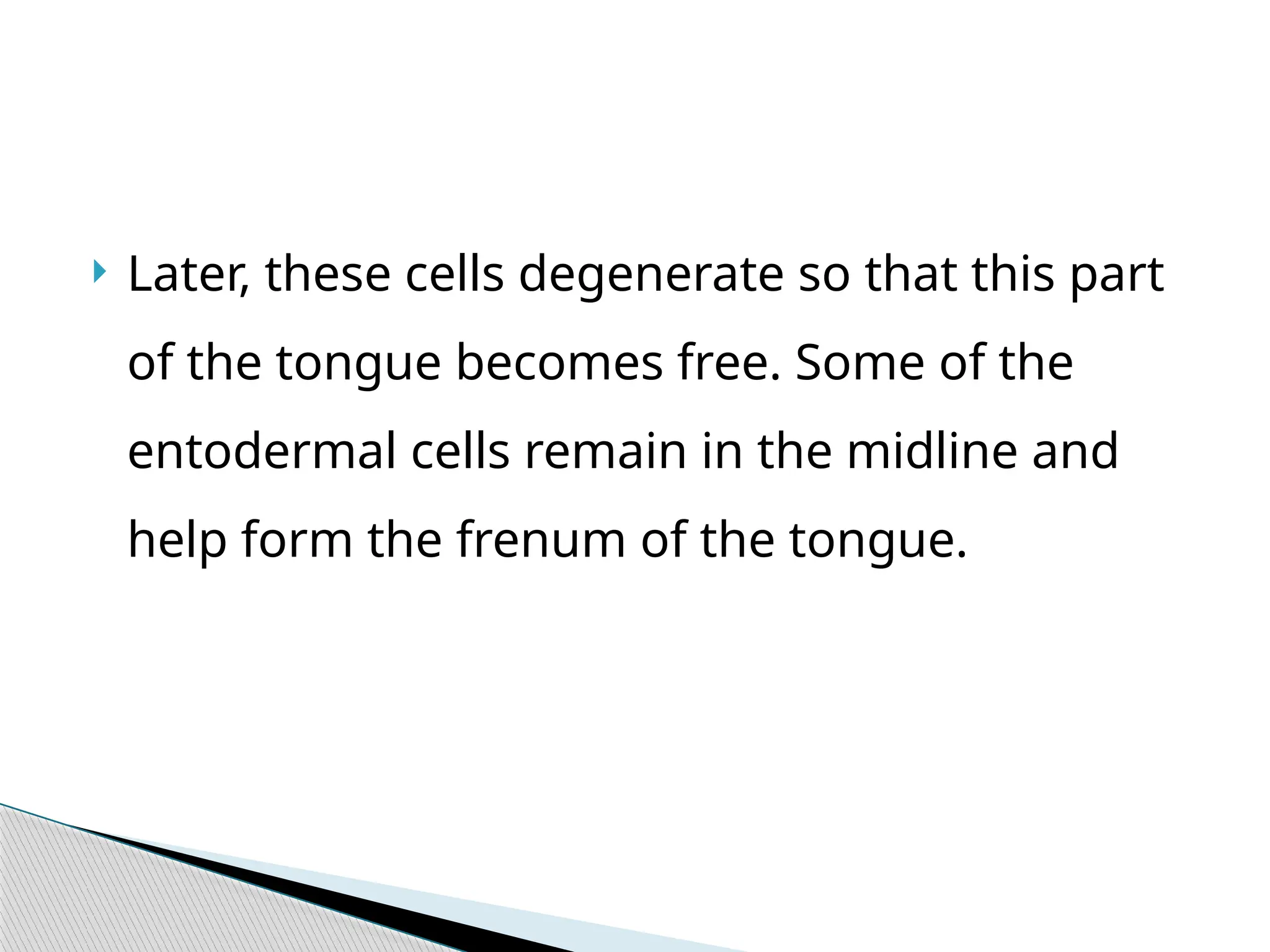  Later, these cells degenerate so that this part
of the tongue becomes free. Some of the
entodermal cells remain in the midline and
help form the frenum of the tongue.
 