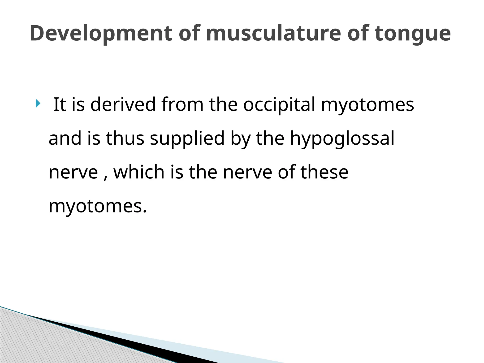  It is derived from the occipital myotomes
and is thus supplied by the hypoglossal
nerve , which is the nerve of these
myotomes.
Development of musculature of tongue
 