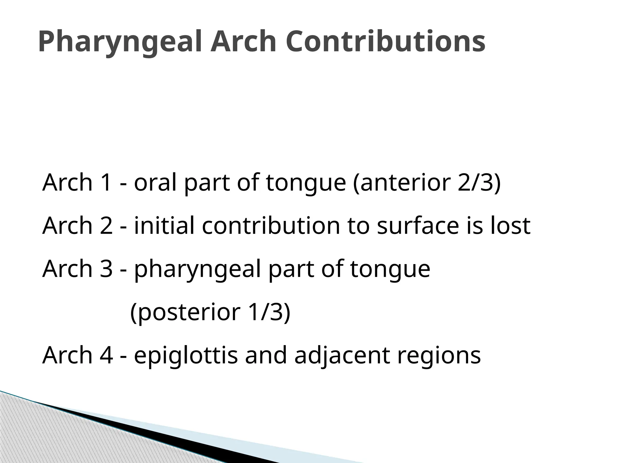 Pharyngeal Arch Contributions
Arch 1 - oral part of tongue (anterior 2/3)
Arch 2 - initial contribution to surface is lost
Arch 3 - pharyngeal part of tongue
(posterior 1/3)
Arch 4 - epiglottis and adjacent regions
 