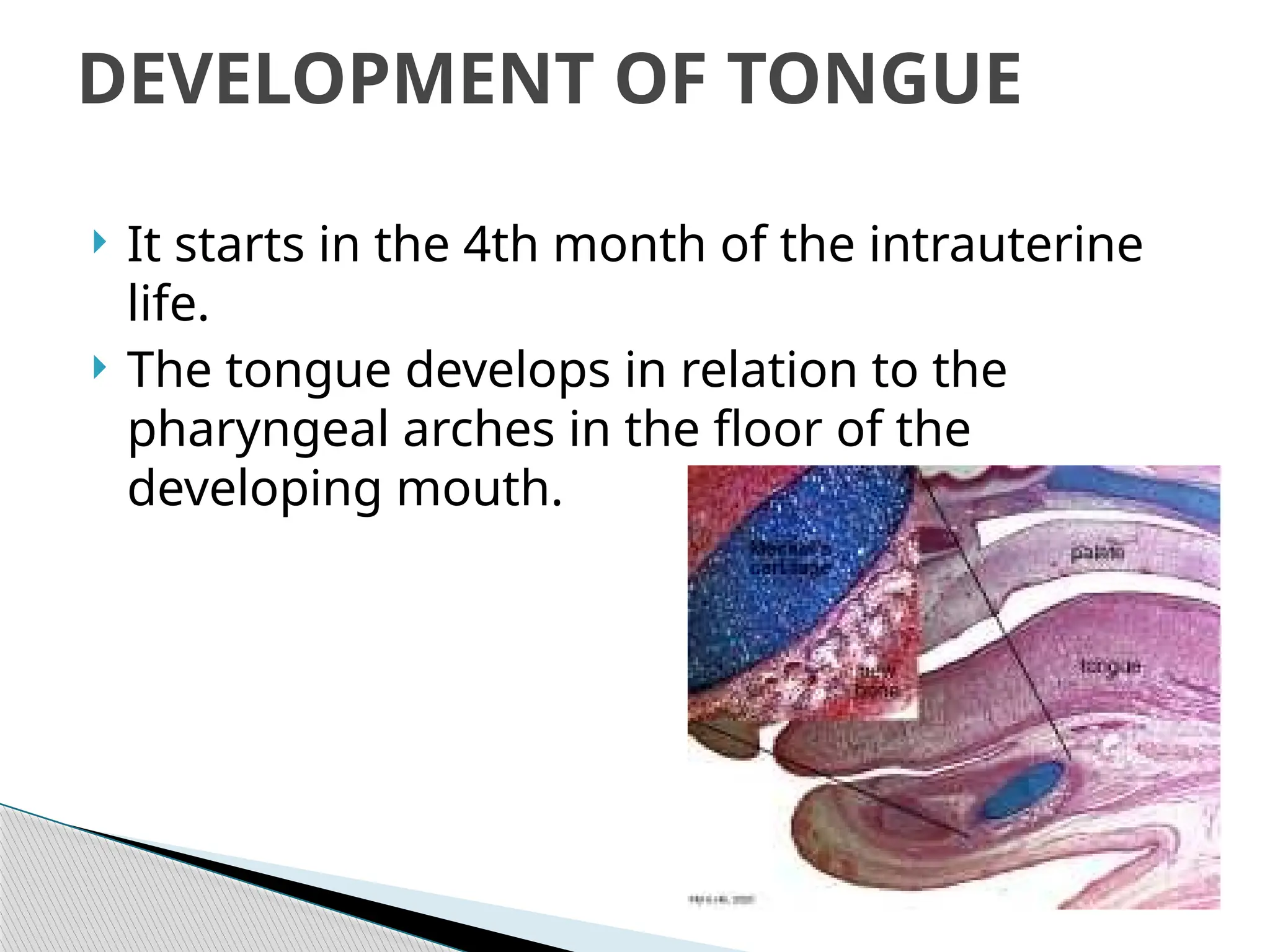  It starts in the 4th month of the intrauterine
life.
 The tongue develops in relation to the
pharyngeal arches in the floor of the
developing mouth.
DEVELOPMENT OF TONGUE
 