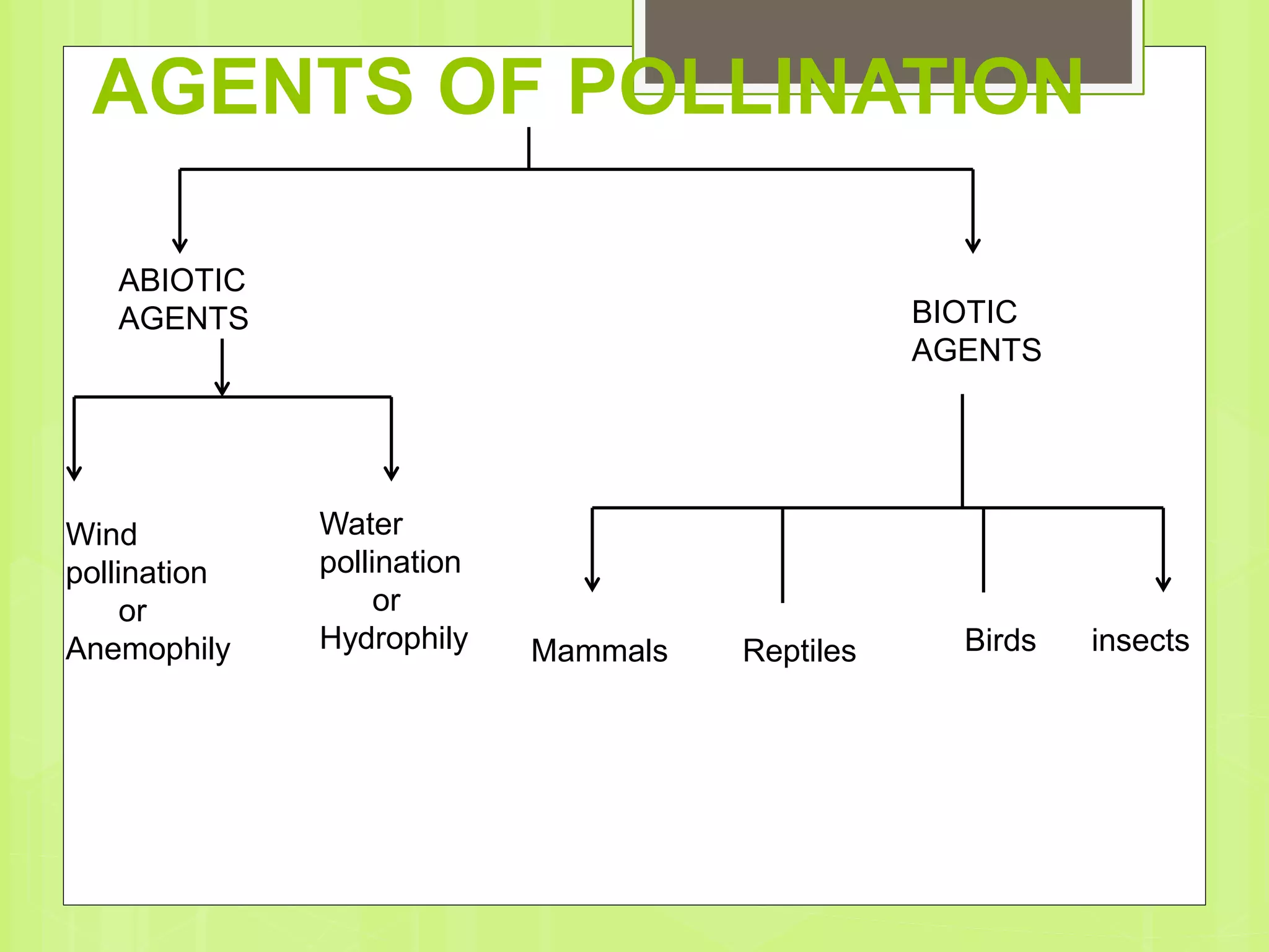 AGENTS OF POLLINATION
ABIOTIC
AGENTS BIOTIC
AGENTS
Mammals Reptiles Birds insects
Water
pollination
or
Hydrophily
Wind
pollination
or
Anemophily
 