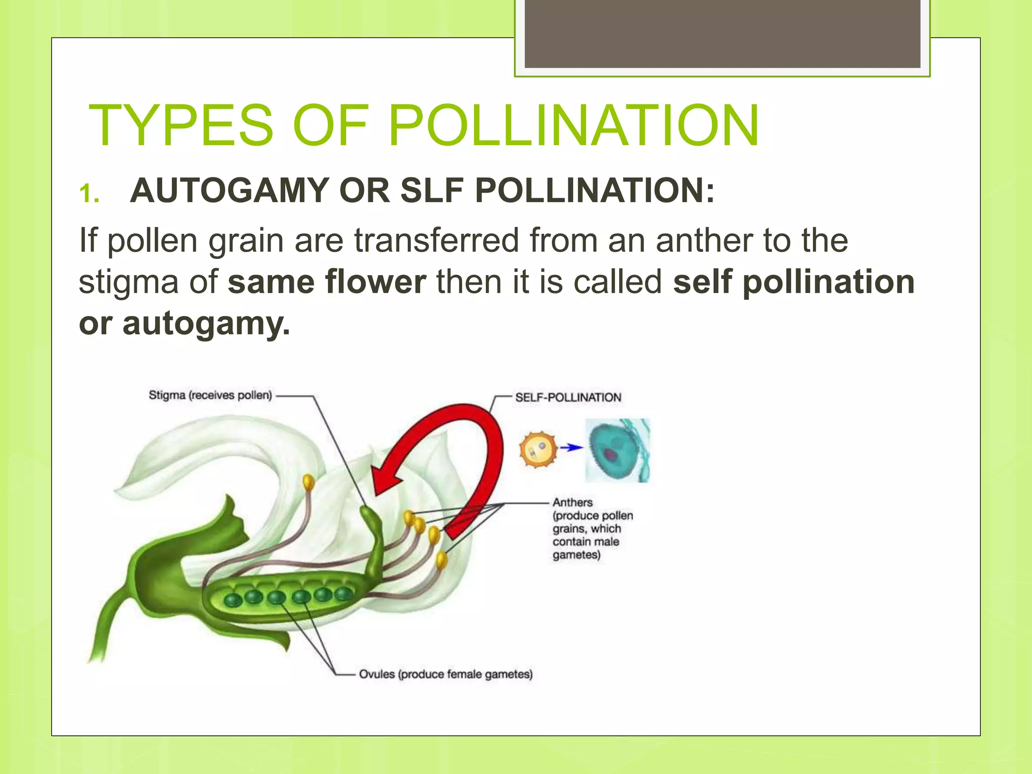 TYPES OF POLLINATION
1. AUTOGAMY OR SLF POLLINATION:
If pollen grain are transferred from an anther to the
stigma of same flower then it is called self pollination
or autogamy.
 
