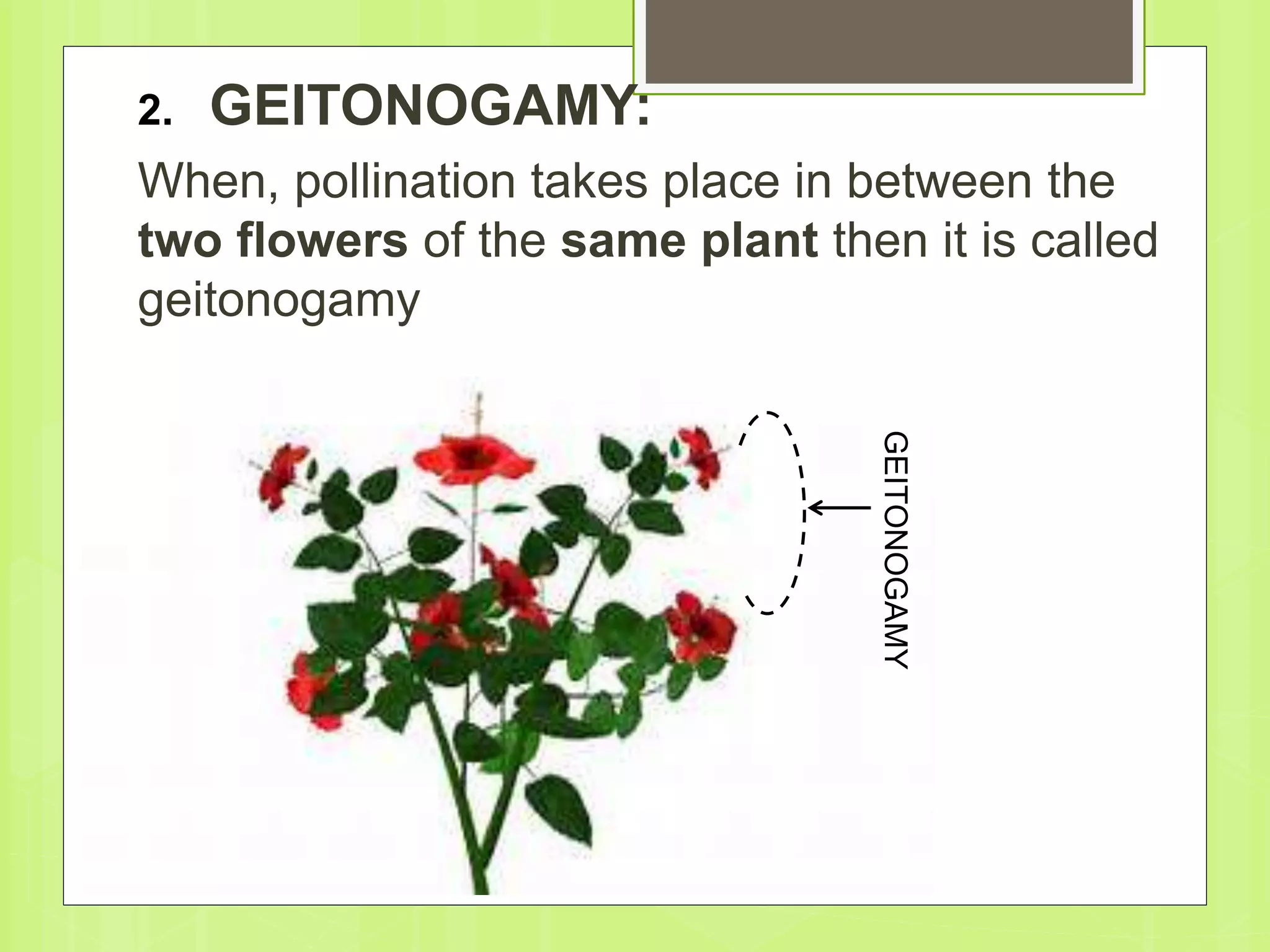 2. GEITONOGAMY:
When, pollination takes place in between the
two flowers of the same plant then it is called
geitonogamy
GEITONOGAMY
 