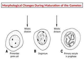Morphological Changes During Maturation of the Gametes
 