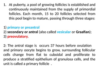 1. At puberty, a pool of growing follicles is established and
continuously maintained from the supply of primordial
follicles. Each month, 15 to 20 follicles selected from
this pool begin to mature, passing through three stages:
1) primary or preantral
2) secondary or antral (also called vesicular or Graaﬁan);
3) preovulatory.
2: The antral stage is occurs 37 hours before ovulation
and primary oocyte begins to grow, surrounding follicular
cells change from ﬂat to cuboidal and proliferate to
produce a stratiﬁed epithelium of granulosa cells, and the
unit is called a primary follicle .
 