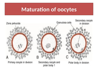 Maturation of oocytes
 