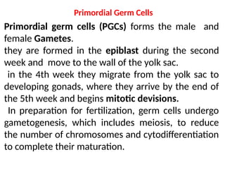 Primordial Germ Cells
Primordial germ cells (PGCs) forms the male and
female Gametes.
they are formed in the epiblast during the second
week and move to the wall of the yolk sac.
in the 4th week they migrate from the yolk sac to
developing gonads, where they arrive by the end of
the 5th week and begins mitotic devisions.
In preparation for fertilization, germ cells undergo
gametogenesis, which includes meiosis, to reduce
the number of chromosomes and cytodifferentiation
to complete their maturation.
 