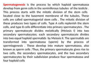 Spermatogenesis is the process by which haploid spermatozoa
develop from germ cells in the seminiferous tubules of the testicle .
This process starts with the mitotic division of the stem cells
located close to the basement membrane of the tubules. These
cells are called spermatogonial stem cells . The mitotic division of
these produces two types of cells. Type A cells replenish the stem
cells, and type B cells differentiate into primary spermatocytes . The
primary spermatocyte divides meiotically (Meiosis I) into two
secondary spermatocytes; each secondary spermatocyte divides
into two equal haploid spermatids by Meiosis II. The spermatids are
transformed into spermatozoa (sperm) by the process of
spermiogenesis . These develop into mature spermatozoa, also
known as sperm cells .[
Thus, the primary spermatocyte gives rise to
two cells, the secondary spermatocytes, and the two secondary
spermatocytes by their subdivision produce four spermatozoa and
four haploid cells
 