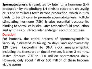 Spermatogenesis is regulated by luteinizing hormone (LH)
production by the pituitary. LH binds to receptors on Leydig
cells and stimulates testosterone production, which in turn
binds to Sertoli cells to promote spermatogenesis. Follicle
stimulating hormone (FSH) is also essential because its
binding to Sertoli cells stimulates testicular ﬂuid production
and synthesis of intracellular androgen receptor proteins.
Duration
For humans, the entire process of spermatogenesis is
variously estimated as taking 74 days and approximately
120 days (according to DNA clock measurements).
Including the transport on ductal system, it takes 3 months.
Testes produce 200 to 300 million spermatozoa daily.
However, only about half or 100 million of these become
viable sperm
 