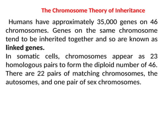 The Chromosome Theory of Inheritance
Humans have approximately 35,000 genes on 46
chromosomes. Genes on the same chromosome
tend to be inherited together and so are known as
linked genes.
In somatic cells, chromosomes appear as 23
homologous pairs to form the diploid number of 46.
There are 22 pairs of matching chromosomes, the
autosomes, and one pair of sex chromosomes.
 