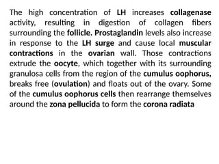 The high concentration of LH increases collagenase
activity, resulting in digestion of collagen ﬁbers
surrounding the follicle. Prostaglandin levels also increase
in response to the LH surge and cause local muscular
contractions in the ovarian wall. Those contractions
extrude the oocyte, which together with its surrounding
granulosa cells from the region of the cumulus oophorus,
breaks free (ovulation) and ﬂoats out of the ovary. Some
of the cumulus oophorus cells then rearrange themselves
around the zona pellucida to form the corona radiata
 
