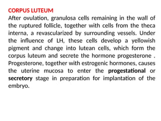 CORPUS LUTEUM
After ovulation, granulosa cells remaining in the wall of
the ruptured follicle, together with cells from the theca
interna, a revascularized by surrounding vessels. Under
the inﬂuence of LH, these cells develop a yellowish
pigment and change into lutean cells, which form the
corpus luteum and secrete the hormone progesterone .
Progesterone, together with estrogenic hormones, causes
the uterine mucosa to enter the progestational or
secretory stage in preparation for implantation of the
embryo.
 