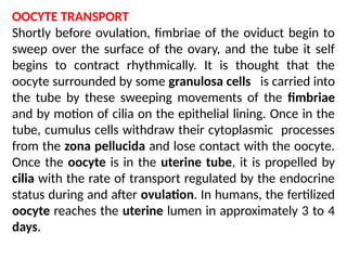 OOCYTE TRANSPORT
Shortly before ovulation, ﬁmbriae of the oviduct begin to
sweep over the surface of the ovary, and the tube it self
begins to contract rhythmically. It is thought that the
oocyte surrounded by some granulosa cells is carried into
the tube by these sweeping movements of the ﬁmbriae
and by motion of cilia on the epithelial lining. Once in the
tube, cumulus cells withdraw their cytoplasmic processes
from the zona pellucida and lose contact with the oocyte.
Once the oocyte is in the uterine tube, it is propelled by
cilia with the rate of transport regulated by the endocrine
status during and after ovulation. In humans, the fertilized
oocyte reaches the uterine lumen in approximately 3 to 4
days.
 