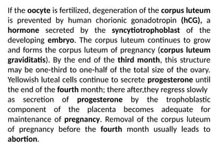 If the oocyte is fertilized, degeneration of the corpus luteum
is prevented by human chorionic gonadotropin (hCG), a
hormone secreted by the syncytiotrophoblast of the
developing embryo. The corpus luteum continues to grow
and forms the corpus luteum of pregnancy (corpus luteum
graviditatis). By the end of the third month, this structure
may be one-third to one-half of the total size of the ovary.
Yellowish luteal cells continue to secrete progesterone until
the end of the fourth month; there after,they regress slowly
as secretion of progesterone by the trophoblastic
component of the placenta becomes adequate for
maintenance of pregnancy. Removal of the corpus luteum
of pregnancy before the fourth month usually leads to
abortion.
 