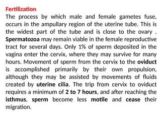 Fertilization
The process by which male and female gametes fuse,
occurs in the ampullary region of the uterine tube. This is
the widest part of the tube and is close to the ovary .
Spermatozoa may remain viable in the female reproductive
tract for several days. Only 1% of sperm deposited in the
vagina enter the cervix, where they may survive for many
hours. Movement of sperm from the cervix to the oviduct
is accomplished primarily by their own propulsion,
although they may be assisted by movements of ﬂuids
created by uterine cilia. The trip from cervix to oviduct
requires a minimum of 2 to 7 hours, and after reaching the
isthmus, sperm become less motile and cease their
migration.
 