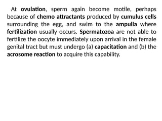 At ovulation, sperm again become motile, perhaps
because of chemo attractants produced by cumulus cells
surrounding the egg, and swim to the ampulla where
fertilization usually occurs. Spermatozoa are not able to
fertilize the oocyte immediately upon arrival in the female
genital tract but must undergo (a) capacitation and (b) the
acrosome reaction to acquire this capability.
 