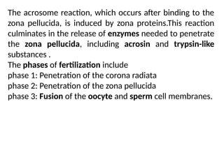 The acrosome reaction, which occurs after binding to the
zona pellucida, is induced by zona proteins.This reaction
culminates in the release of enzymes needed to penetrate
the zona pellucida, including acrosin and trypsin-like
substances .
The phases of fertilization include
phase 1: Penetration of the corona radiata
phase 2: Penetration of the zona pellucida
phase 3: Fusion of the oocyte and sperm cell membranes.
 