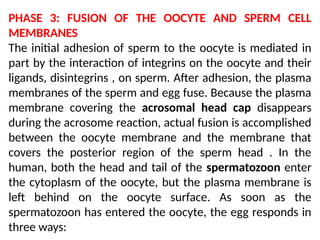 PHASE 3: FUSION OF THE OOCYTE AND SPERM CELL
MEMBRANES
The initial adhesion of sperm to the oocyte is mediated in
part by the interaction of integrins on the oocyte and their
ligands, disintegrins , on sperm. After adhesion, the plasma
membranes of the sperm and egg fuse. Because the plasma
membrane covering the acrosomal head cap disappears
during the acrosome reaction, actual fusion is accomplished
between the oocyte membrane and the membrane that
covers the posterior region of the sperm head . In the
human, both the head and tail of the spermatozoon enter
the cytoplasm of the oocyte, but the plasma membrane is
left behind on the oocyte surface. As soon as the
spermatozoon has entered the oocyte, the egg responds in
three ways:
 