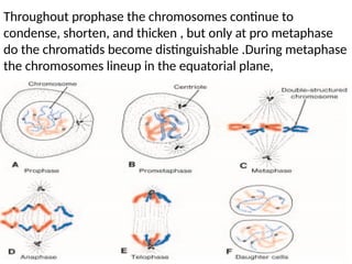 Throughout prophase the chromosomes continue to
condense, shorten, and thicken , but only at pro metaphase
do the chromatids become distinguishable .During metaphase
the chromosomes lineup in the equatorial plane,
 