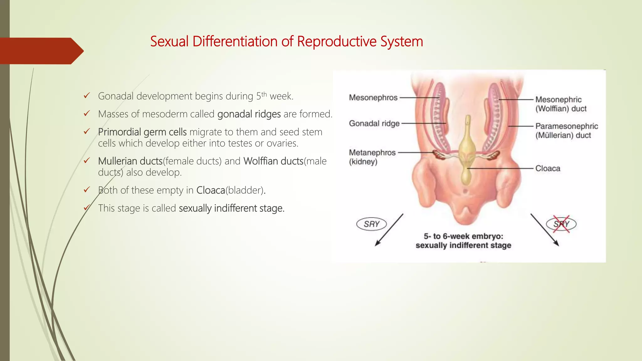 Developmental (Embryological) Aspects of Reproductive System | PPTX
