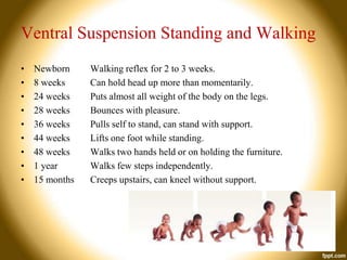 Ventral Suspension Standing and Walking
•
•
•
•
•
•
•
•
•

Newborn
8 weeks
24 weeks
28 weeks
36 weeks
44 weeks
48 weeks
1 year
15 months

Walking reflex for 2 to 3 weeks.
Can hold head up more than momentarily.
Puts almost all weight of the body on the legs.
Bounces with pleasure.
Pulls self to stand, can stand with support.
Lifts one foot while standing.
Walks two hands held or on holding the furniture.
Walks few steps independently.
Creeps upstairs, can kneel without support.

 