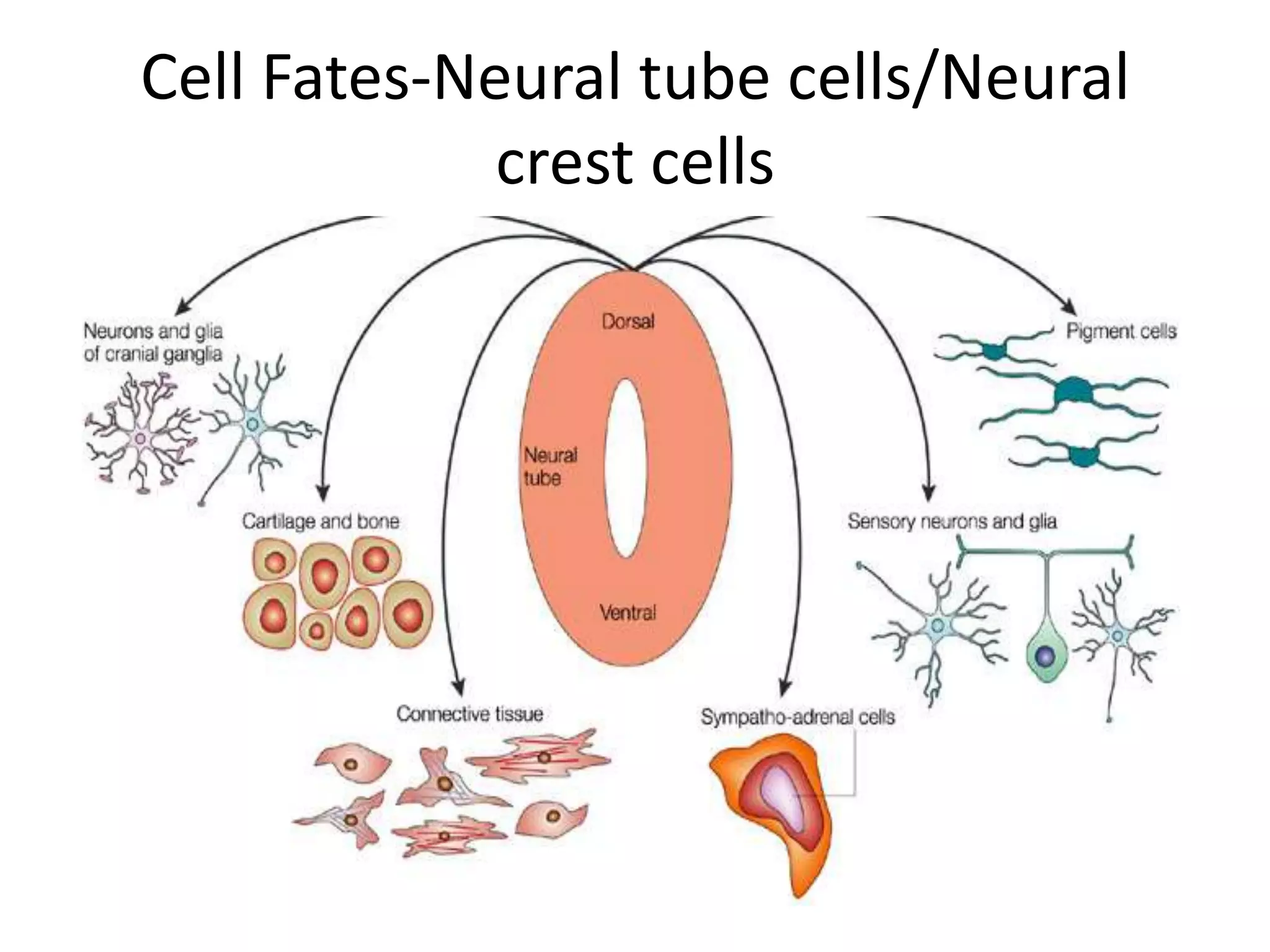 Cell Fates-Neural tube cells/Neural
crest cells
