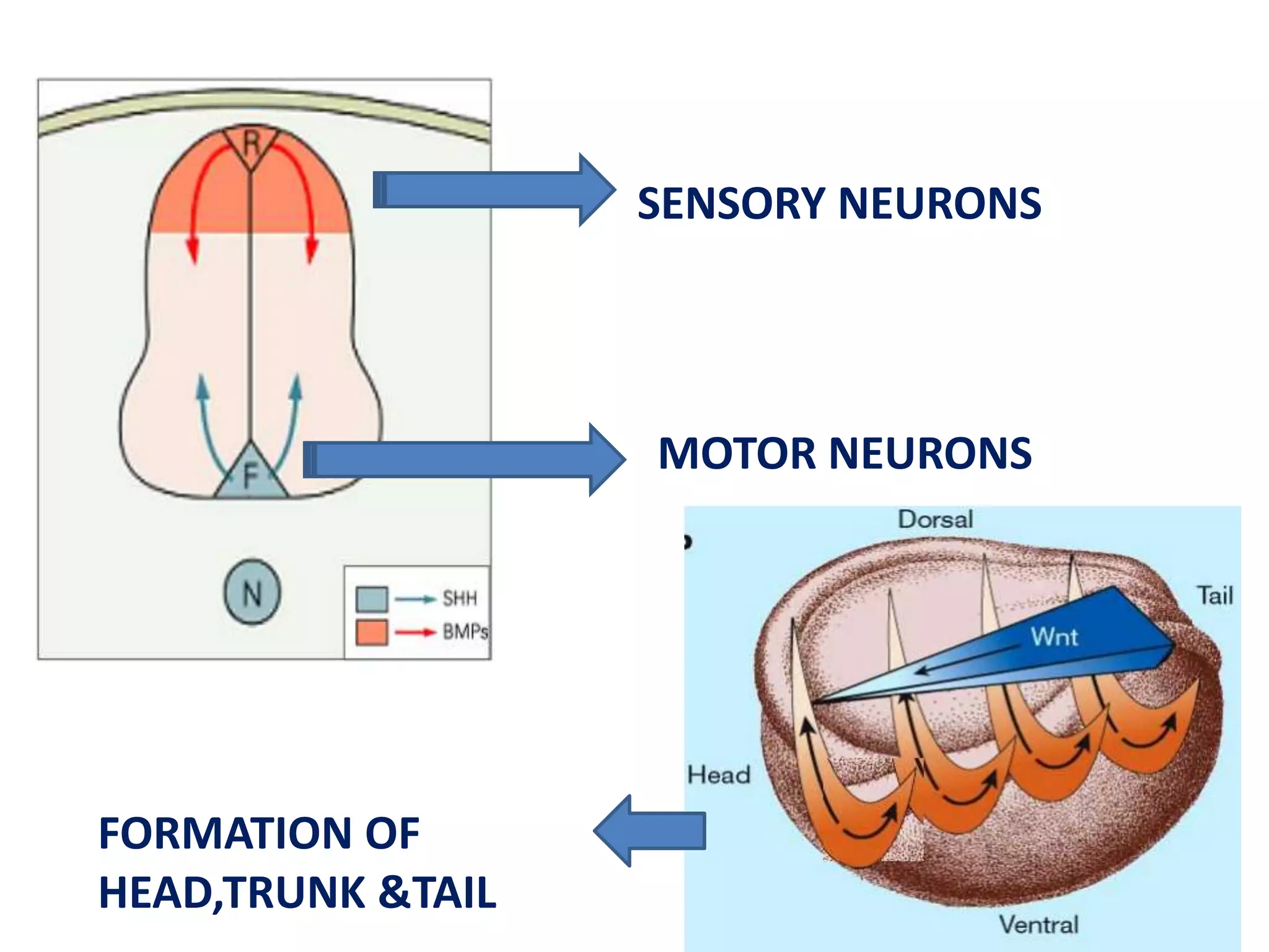 SENSORY NEURONS
MOTOR NEURONS
FORMATION OF
HEAD,TRUNK &TAIL