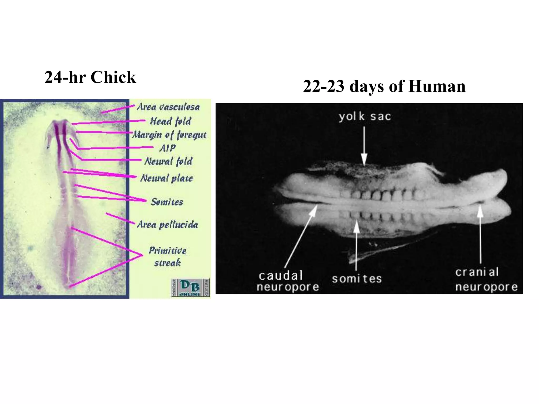 24-hr Chick
22-23 days of Human