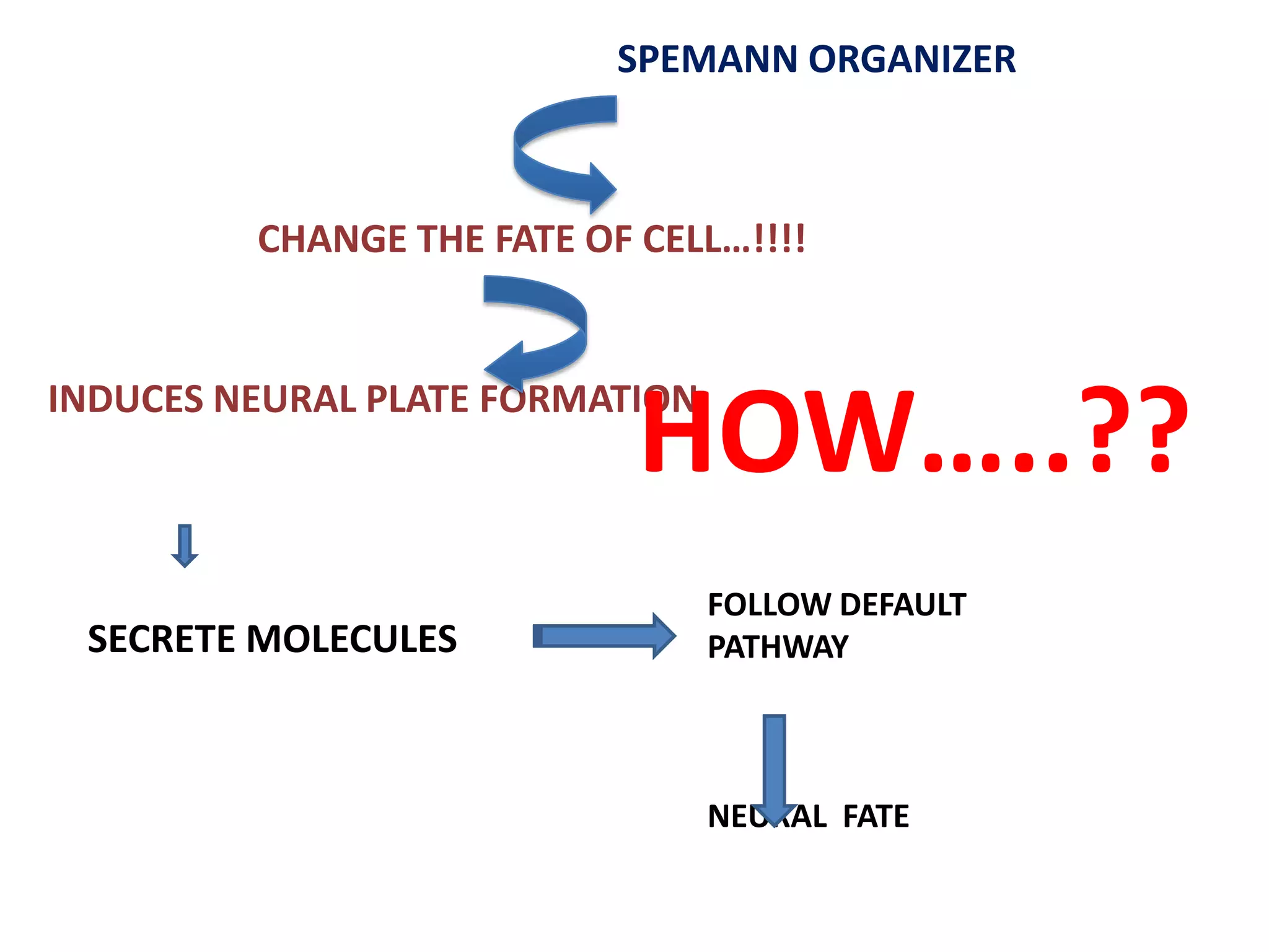 SPEMANN ORGANIZER
CHANGE THE FATE OF CELL…!!!!
INDUCES NEURAL PLATE FORMATION
HOW…..??
SECRETE MOLECULES
FOLLOW DEFAULT
PATHWAY
NEURAL FATE