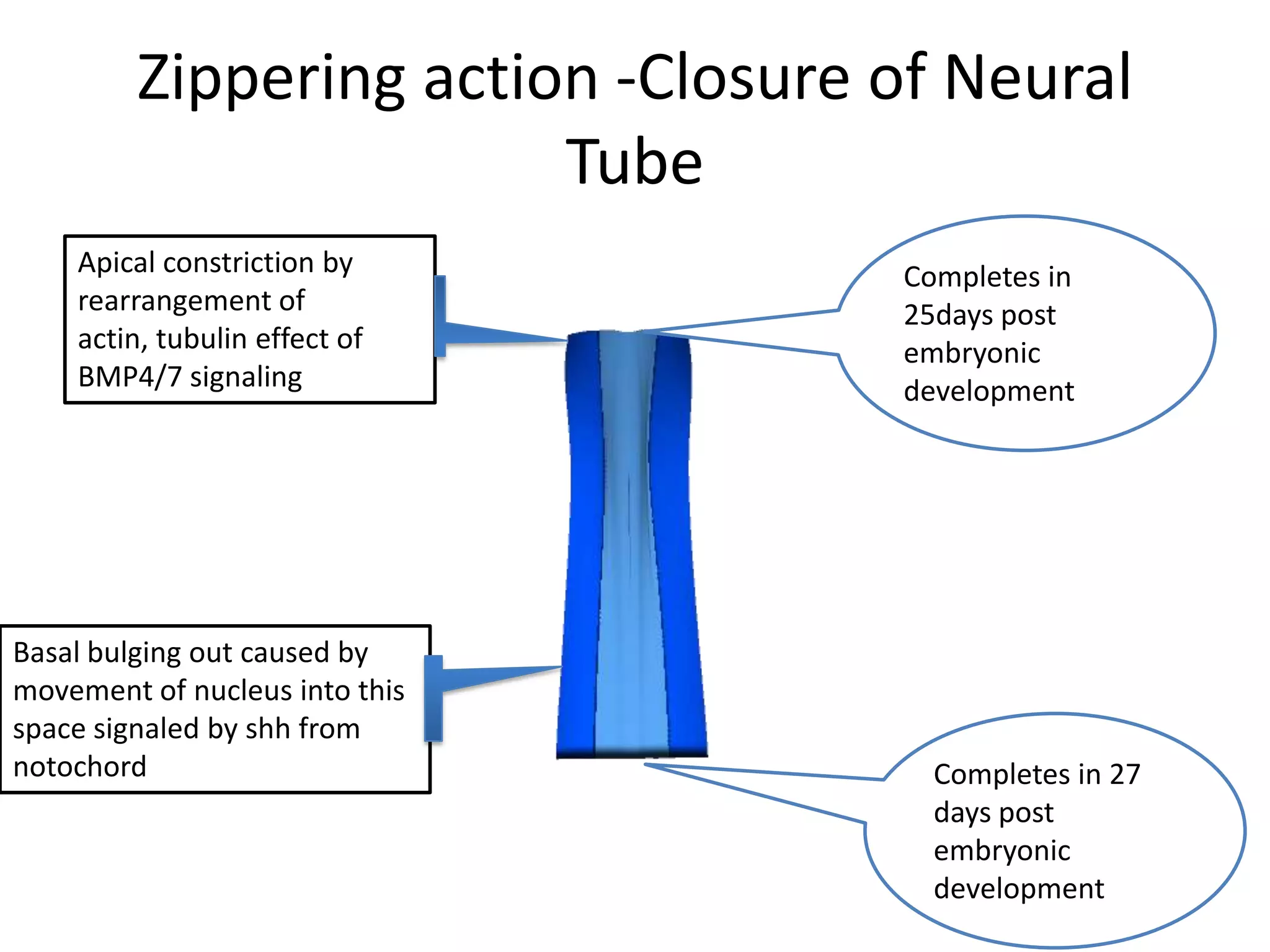Zippering action -Closure of Neural
Tube
Completes in
25days post
embryonic
development
Completes in 27
days post
embryonic
development
Apical constriction by
rearrangement of
actin, tubulin effect of
BMP4/7 signaling
Basal bulging out caused by
movement of nucleus into this
space signaled by shh from
notochord