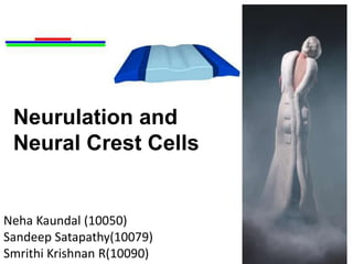 Neurulation and
Neural Crest Cells
Neha Kaundal (10050)
Sandeep Satapathy(10079)
Smrithi Krishnan R(10090)
 