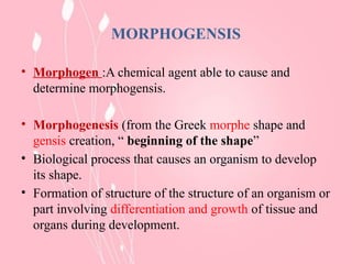 Cellular Mechanisms Underlying Morphogenesis and Tissue Development | PPTX