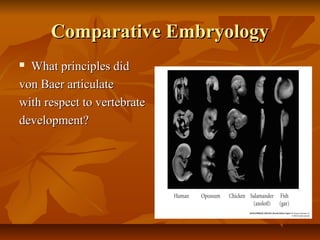 Comparative EmbryologyComparative Embryology
 What principles didWhat principles did
von Baer articulatevon Baer articulate
with respect to vertebratewith respect to vertebrate
development?development?
 