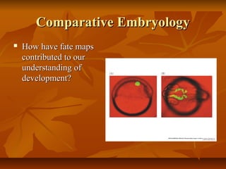 Comparative EmbryologyComparative Embryology
 How have fate mapsHow have fate maps
contributed to ourcontributed to our
understanding ofunderstanding of
development?development?
 