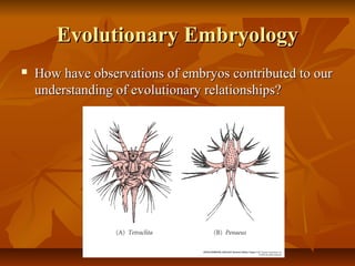 Evolutionary EmbryologyEvolutionary Embryology
 How have observations of embryos contributed to ourHow have observations of embryos contributed to our
understanding of evolutionary relationships?understanding of evolutionary relationships?
 