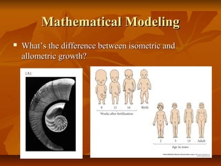 Mathematical ModelingMathematical Modeling
 What’s the difference between isometric andWhat’s the difference between isometric and
allometric growth?allometric growth?
 