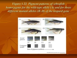 Figure 1.22Figure 1.22 Pigment patterns of zebrafishPigment patterns of zebrafish
homozygous for the wild-type allele (A) and for threehomozygous for the wild-type allele (A) and for three
different mutant alleles (B–D) of the leopard genedifferent mutant alleles (B–D) of the leopard gene
 