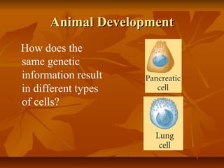 Animal DevelopmentAnimal Development
How does the
same genetic
information result
in different types
of cells?
 